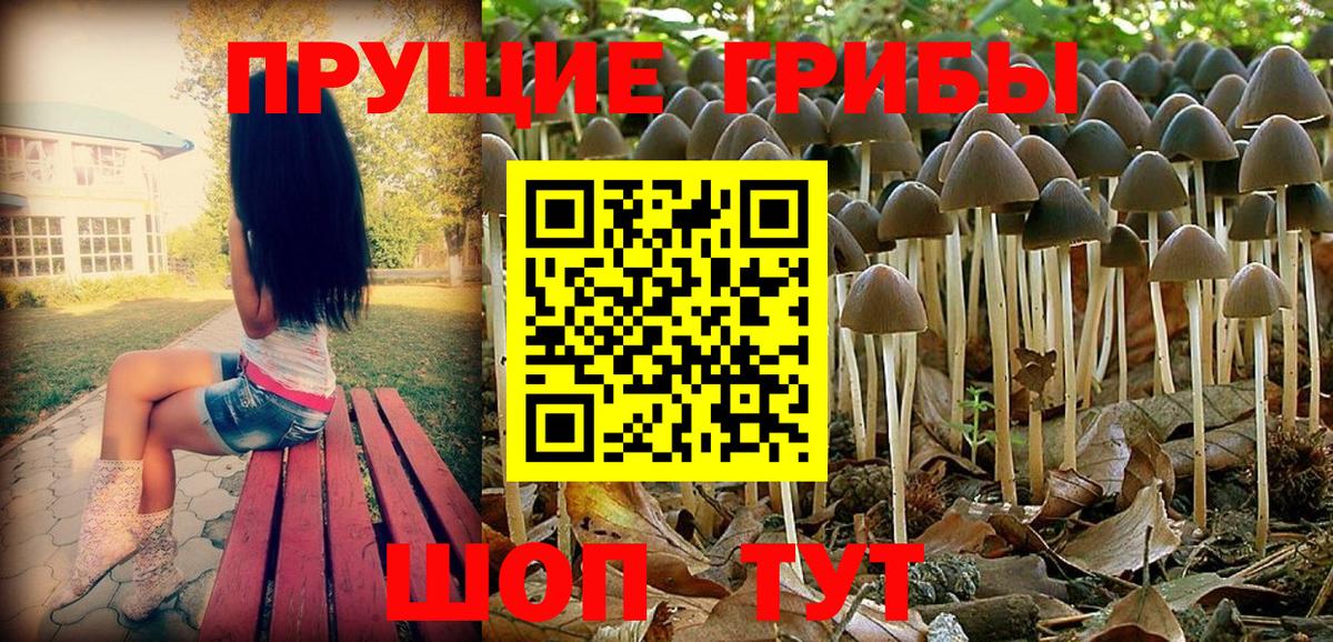 Псилоцибиновые грибы Psilocybe Долгопрудный